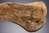 Hadrosaur (Edmontosaurus) Tibia With Metal Stand - Wyoming #330957-8